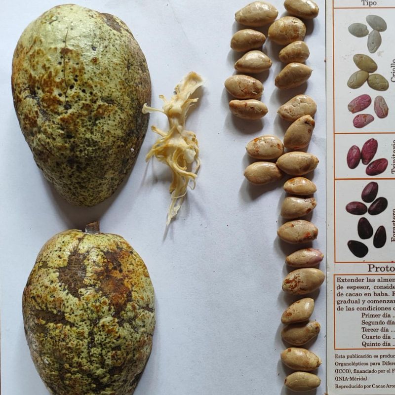 Cut-open mature pod displaying 1-B pure white cotyledons